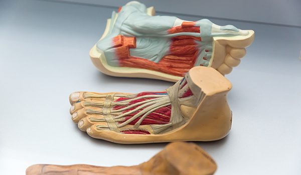 Feet-anatomy-NF-Podiatry